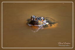 Zoo di Guyana Francese (543) Tartarughe