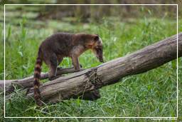 French Guiana Zoo (564) Coati