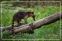 Französisch-Guayana Zoo (564) Nasenbär