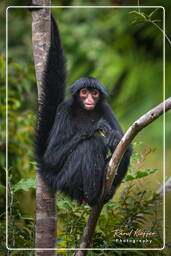 Red-faced spider monkey, French Guiana Zoo (596)