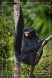 Red-faced spider monkey, French Guiana Zoo (605)