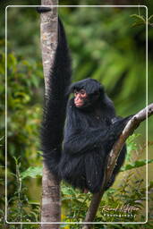 Zoo de Guayana Francesa (605) Ateles paniscus