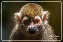 Squirrel monkey, French Guiana Zoo (635)