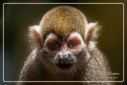 French Guiana Zoo (635) Squirrel monkey