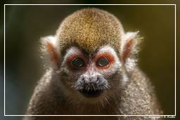 French Guiana Zoo (635) Squirrel monkey