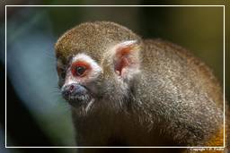 French Guiana Zoo (639) Squirrel monkey