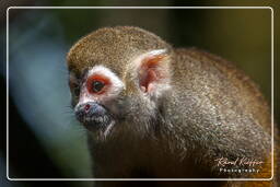 Squirrel monkey, French Guiana Zoo (639)