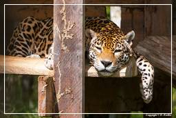 Zoo di Guyana Francese (683) Panthera onca