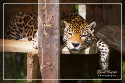 Zoo di Guyana Francese (683) Panthera onca