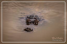 Caiman, French Guiana Zoo (690)