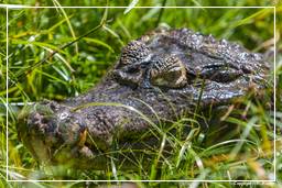 Zoo di Guyana Francese (708) Caiman crocodilus