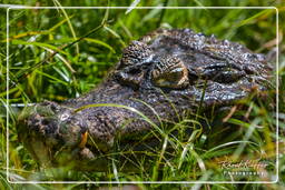 Caiman, French Guiana Zoo (708)