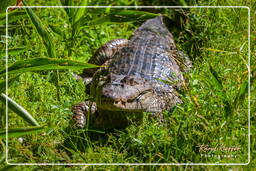 Zoo di Guyana Francese (712) Caiman crocodilus