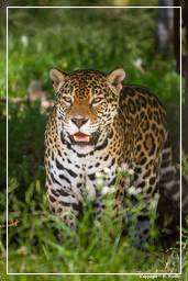 Zoo di Guyana Francese (742) Panthera onca