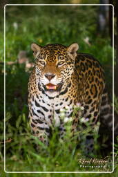 Zoo di Guyana Francese (742) Panthera onca