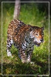 Zoo di Guyana Francese (771) Panthera onca