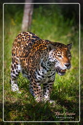 Zoo di Guyana Francese (771) Panthera onca