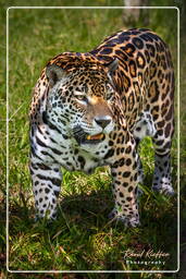 Zoo di Guyana Francese (788) Panthera onca