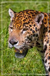 Französisch-Guayana Zoo (817) Jaguar