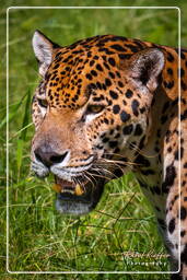 Jaguar, French Guiana Zoo (817)