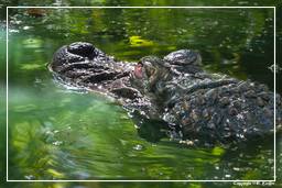 Zoo di Guyana Francese (835) Caiman crocodilus