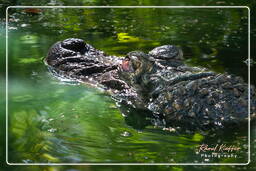 Französisch-Guayana Zoo (835) Krokodilkaiman