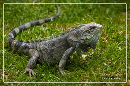 Zoo de Guayana Francesa (844) Iguana