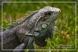 Zoológico da Guiana Francesa (846) Iguana