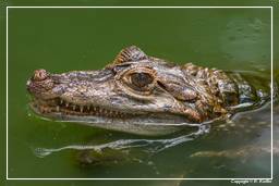 Zoo di Guyana Francese (872) Caiman crocodilus