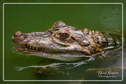 Zoo di Guyana Francese (872) Caiman crocodilus