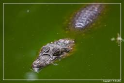 Zoo de Guayana Francesa (877) Caiman crocodilus
