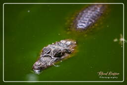 Zoo di Guyana Francese (877) Caiman crocodilus