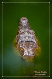 Caiman, French Guiana Zoo (878)