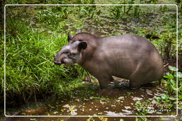 Tapir, French Guiana Zoo (901)