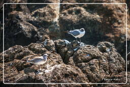 Île du Grand Connétable (137) Mouette atricille