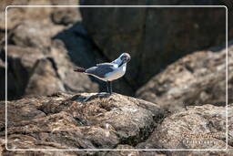 Isla del Gran Condestable (143) Leucophaeus atricilla