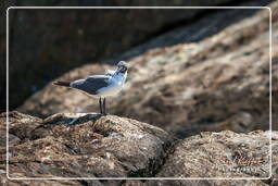 Laughing gull, Island of the Grand Constable (148)