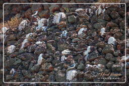 Laughing gull, Island of the Grand Constable (216)