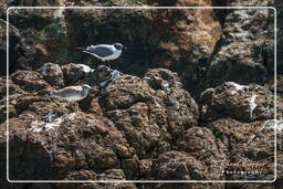 Laughing gull, Island of the Grand Constable (235)