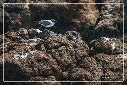 Isla del Gran Condestable (235) Leucophaeus atricilla