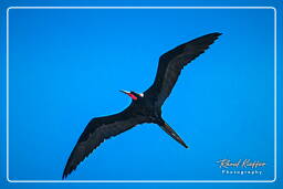 Magnificent frigatebird, Island of the Grand Constable (301)