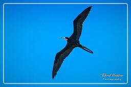 Magnificent frigatebird, Island of the Grand Constable (302)