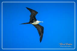 Magnificent frigatebird, Island of the Grand Constable (341)