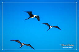 Magnificent frigatebird, Island of the Grand Constable (369)