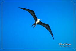 Magnificent frigatebird, Island of the Grand Constable (378)