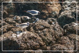 Laughing gull, Island of the Grand Constable (389)