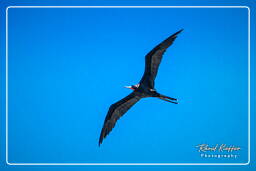 Magnificent frigatebird, Island of the Grand Constable (395)