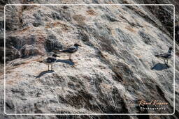 Laughing gull, Island of the Grand Constable (417)