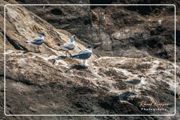 Laughing gull, Island of the Grand Constable (465)