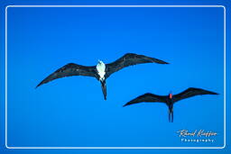Magnificent frigatebird, Island of the Grand Constable (573)
